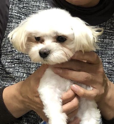 【運命の赤い糸見～つけた💓マルチーズのショウ君💕】2020,1,28